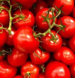 Tomato